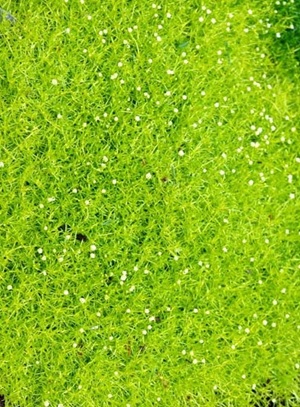 Sagina subulata Aurea Irish Moss